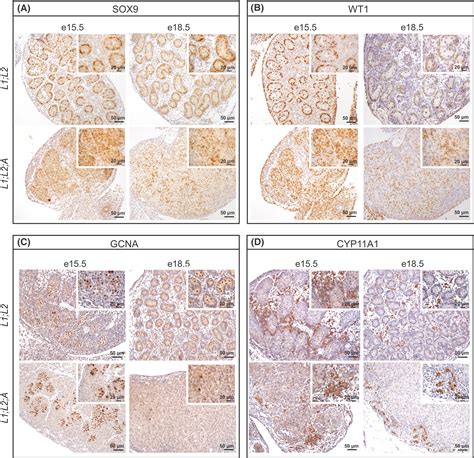 Lats1 And Lats2 Regulate Yap And Taz Activity To Control The