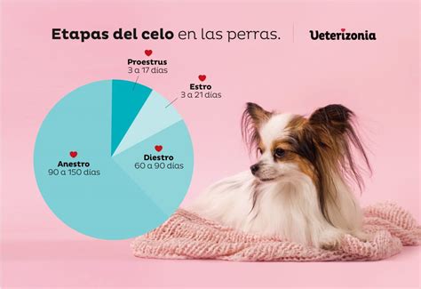 Todo Lo Que Debes Saber Sobre El Flujo En Perras Esterilizadas