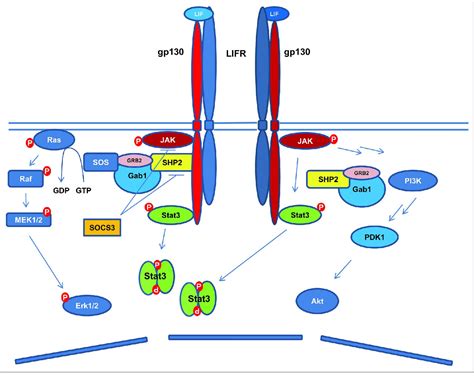 Figure 3 From JAK STAT3 And Somatic Cell Reprogramming Semantic Scholar