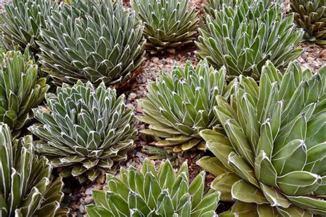 Say Goodbye To Yellow Agave Leaves 7 Proven Solutions Succulent Alley