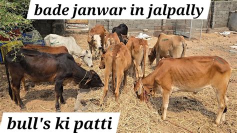 Saste Bade Janwar For Sale In Jalpally Hyd Desi Bull S Ki Patti