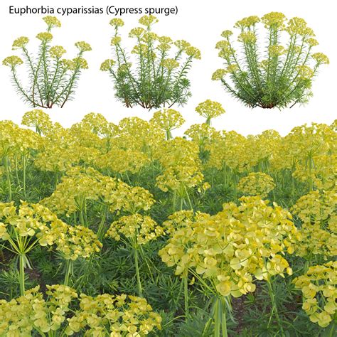 Euphorbia Cyparissias Cypress Spurge D Model Dtree