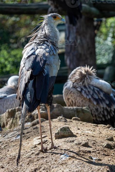 The Secretarybird Or Secretary Bird Sagittarius Serpentarius