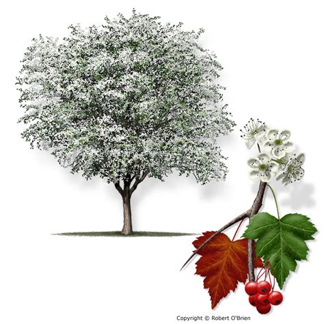 hawthorn tree | PaganPages.org