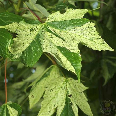 Клён ложноплатановый Леопольди Acer pseudoplatanus Leopoldii купить