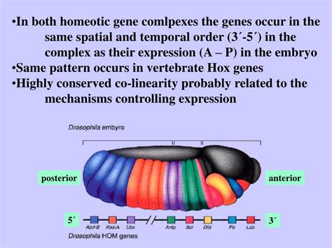 Ppt Drosophila Body Plan Part Segmentation Powerpoint