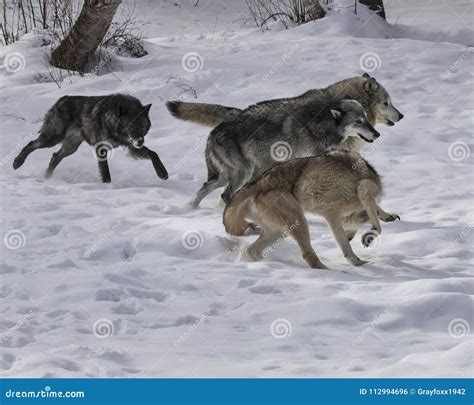 Wolf Pack in the snow stock photo. Image of canine, snow - 112994696