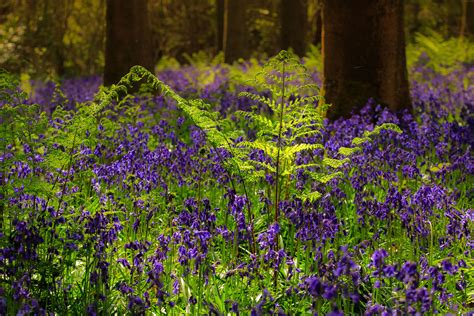 Joan Acre Woods Hampshire Bluebells Seem To Make The Wor Flickr