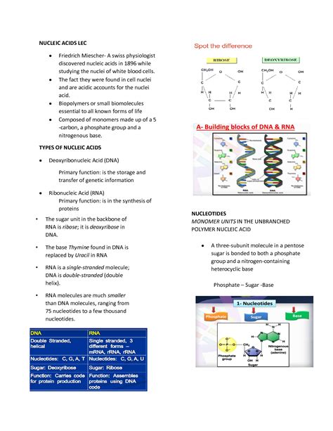 Solution Nucleic Acids Lecture Studypool