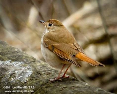 Hermit Thrush - Laura Meyers Photography