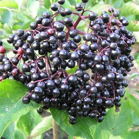 Soc Korsor Sambucus Nigra Korsor Sweet Garden