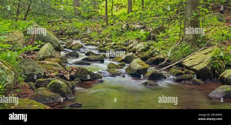 forest stream  small waterfalls stock photo alamy