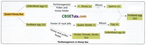 Parthenogenesis - Introduction, Types, Significance and Disadvantages ...