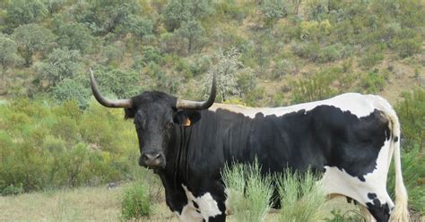 LA BERRENDA EN NEGRO