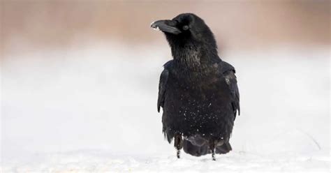 Raven Behavior - AnimalBehaviorCorner