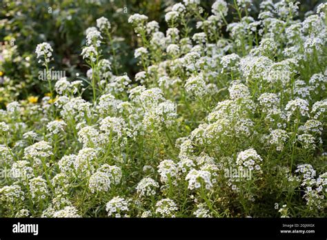 Lobularia maritima 'White Stream' - sweet alyssum Stock Photo - Alamy