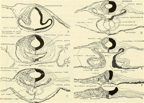 Comparative Embryology Of The Vertebrates With 2057 Drawings And