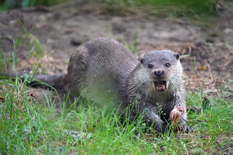 Otter Steals Surfers Surfboard During Standoff