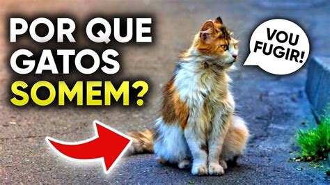 Por Que Os Gatos Somem Youtube