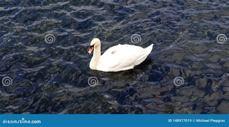 Pares Bonitos Das Cisnes Brancas Em Nadar Uma Superf Cie Calma Da Gua