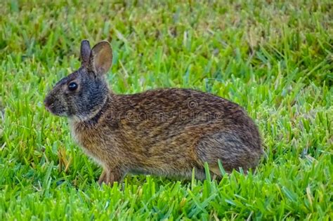 A Close Up To A Wild Florida Marsh Rabbit Stock Photo Image Of Green