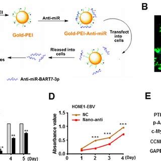 Knockdown Of PTEN Mimicked The EBV MiR BART7 3p Induced Phenotype In