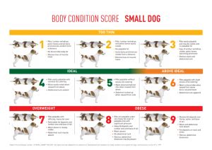 BCS-Small-Dog - The Webinar Vet