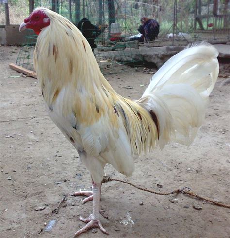 White Claret Game Fowl There Seems To Be Some Confusion About The