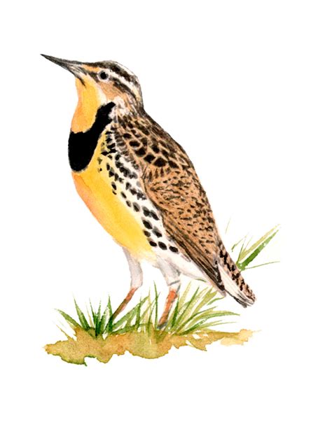 Meadowlark Clipart 20 Free Cliparts Download Images On Clipground 2024