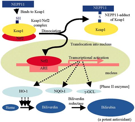 Activation Of The Keap Nrf Pathway For Neuroprotection By