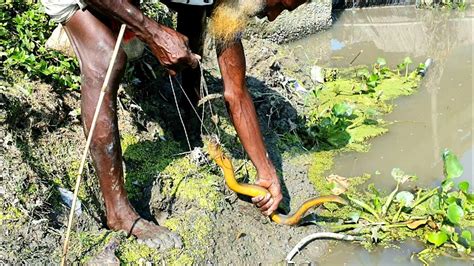 Best Eel Fishing Eel Fish Catching From Deep Hole Eel Fish Catching