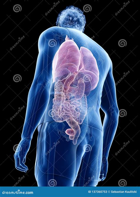 The human organs stock illustration. Illustration of intestine - 137360753