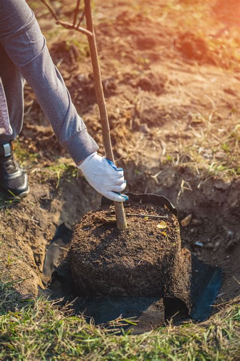 How To Plant Cedar Trees For Maximum Growth And Health