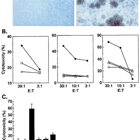 Stimulation Of Antitumor Ctl Cells By Autologous Ovca Fc A Pbmc Were