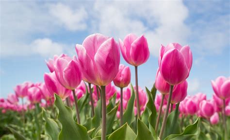 Sadzenie tulipanów jesienią Jak sadzić tulipany Gardenyard