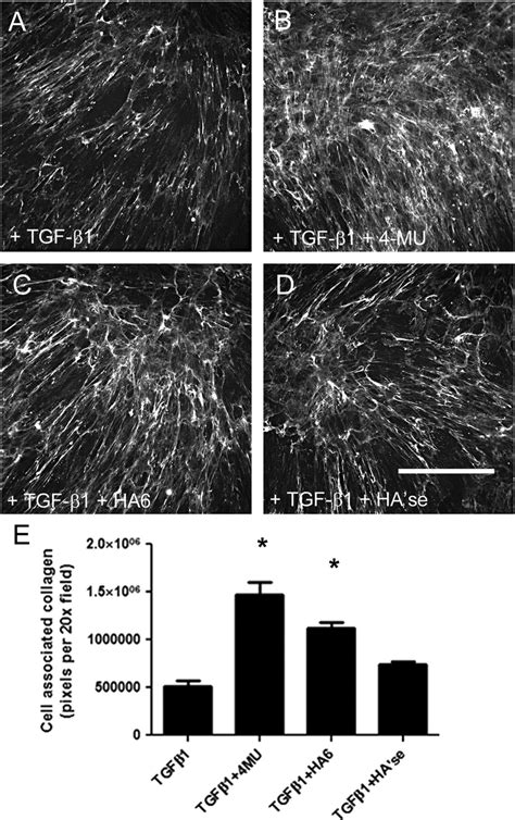 Hyaluronan Matrix Disruption Promoted Collagen I Deposition Collagen I