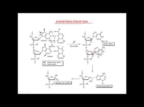 Acid Hydrolysis Of Dna Youtube