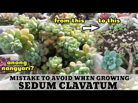 Succulent Mistake To Avoid When Repotting Succulents Sedum Clavatum