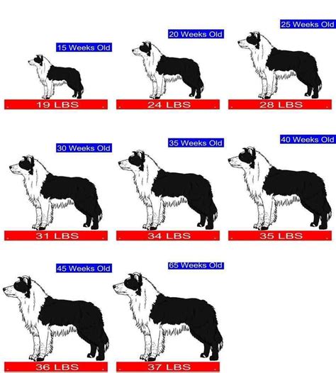 How Much Should A Male Border Collie Weigh