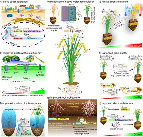 Cereals Crop Yield At Robert Balogh Blog