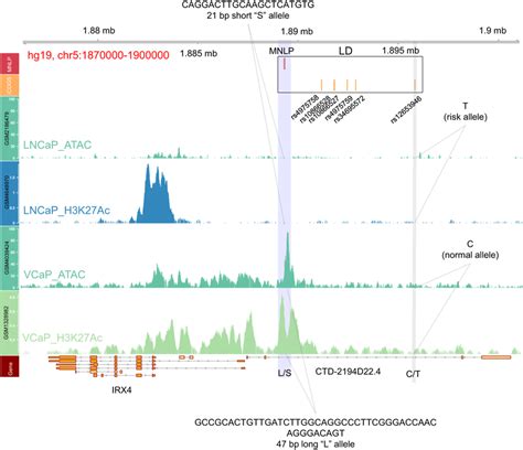 A Germline Biallelic Mnlp Variant Associated With Active Epigenetic