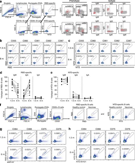 Flow cytometry. (a) Gating strategy for phenotyping. Gating was on... | Download Scientific Diagram