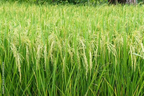 Rice field background. Stock Photo | Adobe Stock