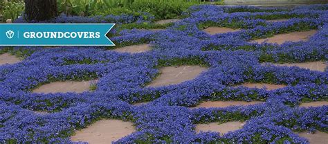 Ground Cover Veronica Plant Ground Cover And Shrubs