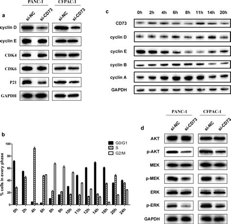 CD73 Knockdown Induces G1 Arrest Via AKT ERK Cyclin D Signaling