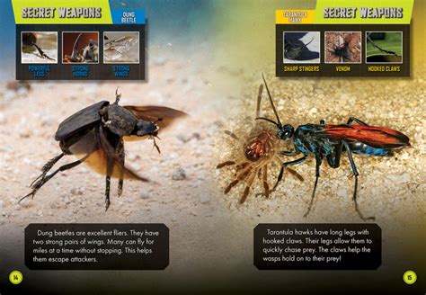 Dung Beetle Vs Tarantula Hawk Bellwether Media Inc