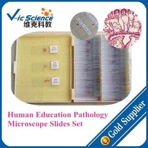 200pcs Human Education Pathology Microscope Slides Set-in Educational ...