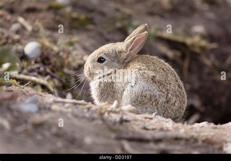 Rabbit Burrow Diagram