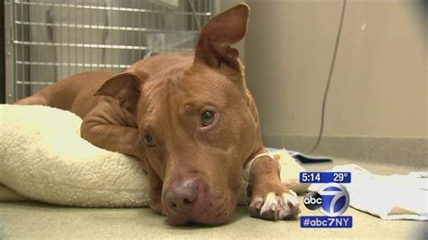 Good Samaritan rescues pit bull on Long Island - ABC7 New York