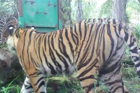 Foto Setelah Harimau Bonita Ditangkap Anak Anak Kembali Sekolah